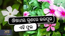ଏହି ଫୁଲ ଦୂର କରିବ, ଶରୀରର ଅନେକ ରୋଗ 