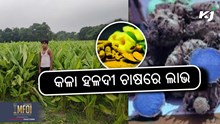 Black Turmeric Farming:  ଉପଯୁକ୍ତ ଜଳବାୟୁ ଓ ମୃତ୍ତିକା ଆବଶ୍ୟକ  Black Turmeric Farming:  ଉପଯୁକ୍ତ ଜଳବାୟୁ ଓ ମୃତ୍ତିକା ଆବଶ୍ୟକ
