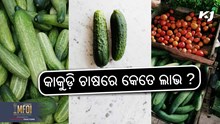 Cucumber Farming: କାକୁଡ଼ିର ଏହି ନୂତନ କିସମ ଚାଷ କରନ୍ତୁ   Cucumber Farming: କାକୁଡ଼ିର ଏହି ନୂତନ କିସମ ଚାଷ କରନ୍ତୁ