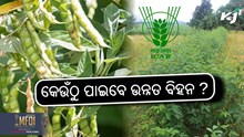 ପୁଷା ହରଡ଼ ଡାଲି -16 କିସମ, କେଉଁଠୁ ପାଇବେ ବିହନ ? ପୁଷା ହରଡ଼ ଡାଲି -16 କିସମ, କେଉଁଠୁ ପାଇବେ ବିହନ ?