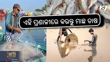 ପଞ୍ଜୁରୀ ମାଛ ଚାଷରୁ ୪ ଲକ୍ଷ ଟଙ୍କା ଲାଭ, ସରକାର ବି ଦେଉଛନ୍ତି ସହାୟତା 