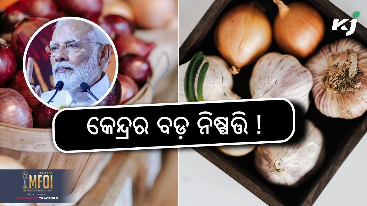 Modi government lift onion export ban, imagw source - pexels