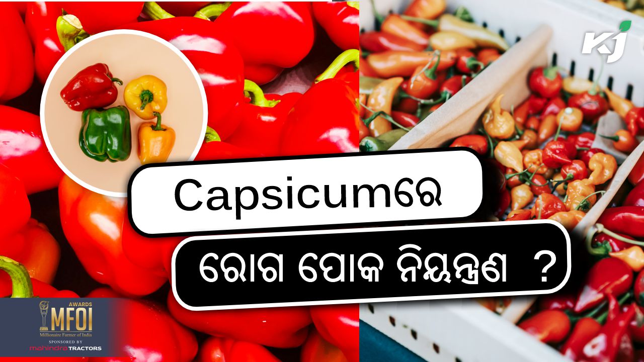 profitable farming of green Capsicum, image source - pexels