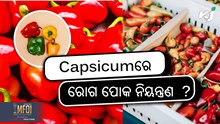 Capsicum Farming: କିପରି କରିବେ ରୋଗ ପୋକ ନିୟନ୍ତ୍ରଣ  ? Capsicum Farming: କିପରି କରିବେ ରୋଗ ପୋକ ନିୟନ୍ତ୍ରଣ  ?