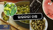 Gooseberry Farming: ଅଁଳାର ଲାଭକାରୀ ଚାଷ କରନ୍ତୁ  Gooseberry Farming: ଅଁଳାର ଲାଭକାରୀ ଚାଷ କରନ୍ତୁ