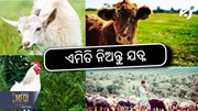 Animal Husbandry: ଜାଣନ୍ତୁ ପଶୁପାଳନ ଟିପ୍ସ 