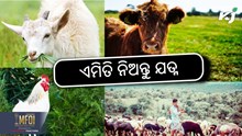 Animal Husbandry: ଜାଣନ୍ତୁ ପଶୁପାଳନ ଟିପ୍ସ 
