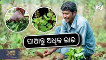 Basil Farming:  କିସମ ଏବଂ ଚାଷର ସହଜ ପଦ୍ଧତି Basil Farming:  କିସମ ଏବଂ ଚାଷର ସହଜ ପଦ୍ଧତି