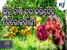 lychee farming : ଲିଚୁ ଚାଷରେ ପ୍ରଚୁର ଲାଭ lychee farming : ଲିଚୁ ଚାଷରେ ପ୍ରଚୁର ଲାଭ