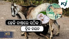 Goat Farming: କିପରି କରିବେ ଉନ୍ନତ ପ୍ରଜାତି ଛେଳି ଚାଷ ?