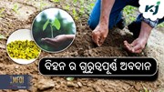 Farming: ଚାଷ ପାଇଁ ବିହନ ର ଗୁରୁତ୍ତ୍ଵ !
