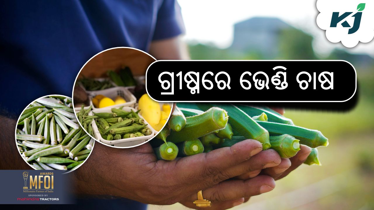 Okra farming in summer season , image source - pexels