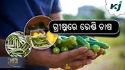 ଗ୍ରୀଷ୍ମକାଳୀନ ଭେଣ୍ଡି ଚାଷ କିପରି କରିବେ ? ଗ୍ରୀଷ୍ମକାଳୀନ ଭେଣ୍ଡି ଚାଷ କିପରି କରିବେ ?