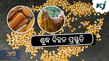 Maize Farming: ମକା ଚାଷରେ ବିପୁଳ ଲାଭର ରାଜ ଜାଣନ୍ତୁ....! Maize Farming: ମକା ଚାଷରେ ବିପୁଳ ଲାଭର ରାଜ ଜାଣନ୍ତୁ....!