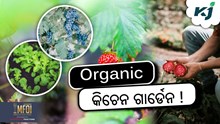 Kitchen Garden: ଛାତ ଉପରେ ଜୈବିକ କିଚେନ ଗାର୍ଡେନ ! Kitchen Garden: ଛାତ ଉପରେ ଜୈବିକ କିଚେନ ଗାର୍ଡେନ !