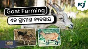 Goat Farming: ଏକ ଗ୍ରାମୀଣ ବ୍ୟବସାୟ, ଯେଉଁଥିରେ ପ୍ରଚୁର ଲାଭ 