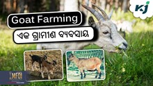 Goat Farming: ଏକ ଗ୍ରାମୀଣ ବ୍ୟବସାୟ, ଯେଉଁଥିରେ ପ୍ରଚୁର ଲାଭ 