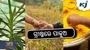 Healthy Palua: ଗ୍ରୀଷ୍ମରେ ପାଳୁଅର ଚାହିଦା