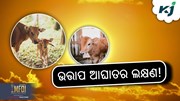 ଗ୍ରୀଷ୍ମ ଋତୁରେ କିପରି ନେବେ ପଶୁଙ୍କ ଯତ୍ନ ଓ କିପରି କରିବେ ଚିକିତ୍ସା ?