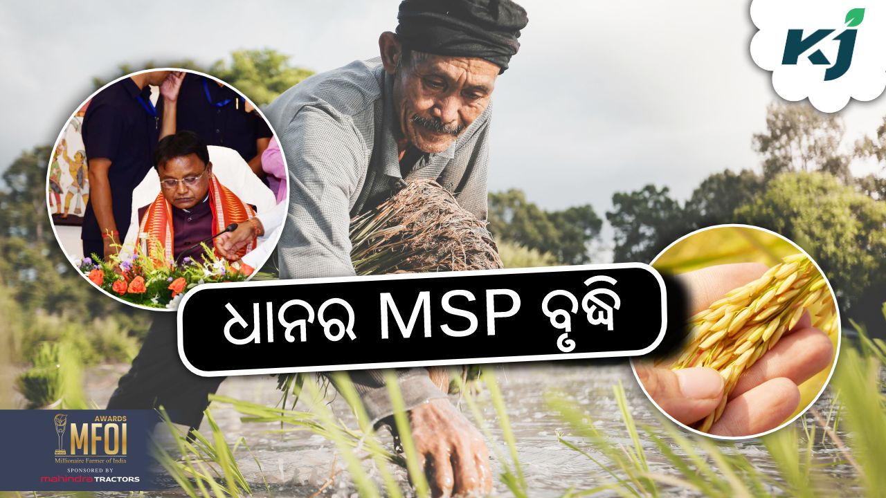 increase in msp of rice, image source -pexels