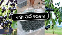 ଗୁଣକାରୀ ଜାମୁକୋଳି ଏବଂ ଏହାକୁ ଖାଇବାର ଫାଇଦା ! ଗୁଣକାରୀ ଜାମୁକୋଳି ଏବଂ ଏହାକୁ ଖାଇବାର ଫାଇଦା !