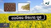 Mustard Seeds:  ଡାଏବେଟିସ କରିବ ଦୂର, ଜାଣନ୍ତୁ କିପରି....?