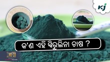 କିପରି କରିବେ ସ୍ପିରୁଲିନା ଚାଷ ? ଜାଣନ୍ତୁ ବ୍ୟବସାୟିକ ମଡେଲ..... କିପରି କରିବେ ସ୍ପିରୁଲିନା ଚାଷ ? ଜାଣନ୍ତୁ ବ୍ୟବସାୟିକ ମଡେଲ.....