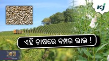 ରାଶି ଚାଷରେ ଭଲ ଉତ୍ପାଦନ କରିବାର ଉପାୟ ରାଶି ଚାଷରେ ଭଲ ଉତ୍ପାଦନ କରିବାର ଉପାୟ