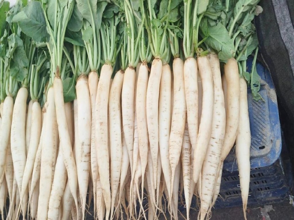 Hybrid variety of radish x -35