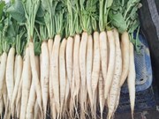 Radish-x-35: ଏହି ବ୍ରିଡ଼ ଦେବ ଏକର ପିଛା ୩ ଲକ୍ଷ ଲାଭ ! Radish-x-35: ଏହି ବ୍ରିଡ଼ ଦେବ ଏକର ପିଛା ୩ ଲକ୍ଷ ଲାଭ !
