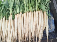 Radish-x-35: ଏହି ବ୍ରିଡ଼ ଦେବ ଏକର ପିଛା ୩ ଲକ୍ଷ ଲାଭ ! Radish-x-35: ଏହି ବ୍ରିଡ଼ ଦେବ ଏକର ପିଛା ୩ ଲକ୍ଷ ଲାଭ !