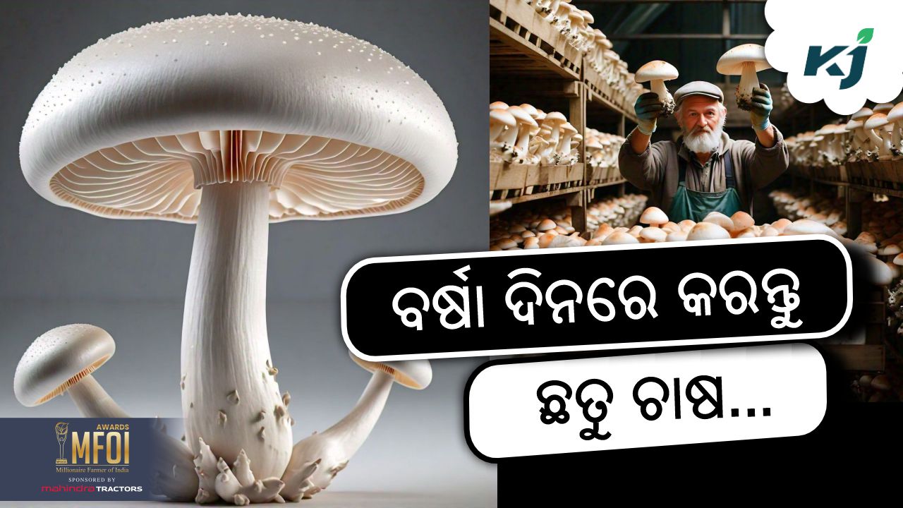 mushroom farming in rainy season