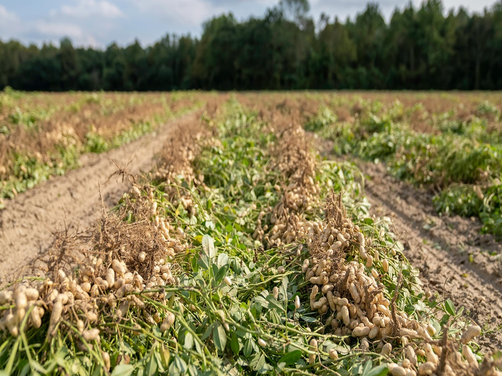 Heavy rains damage 500 acre peanuts farming , image source - pexels