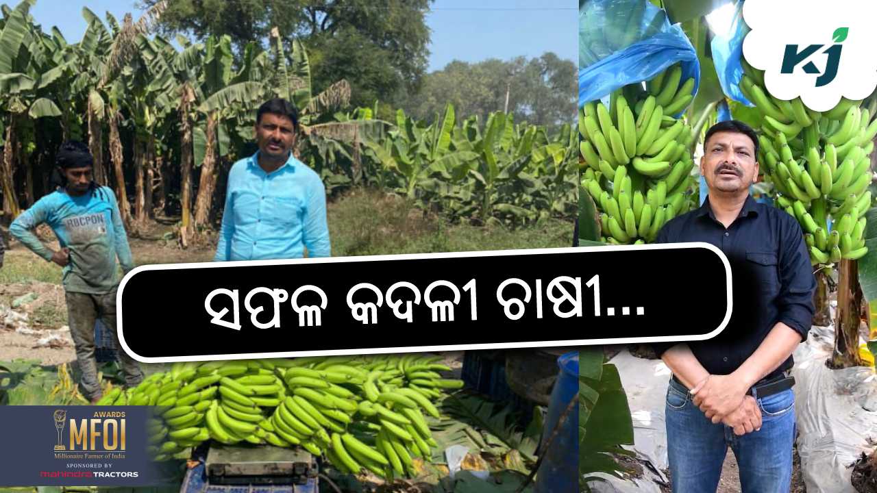 innovative banana farmer dhirendra desai