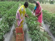 GOOD NEWS:  ଏକର ପିଛା ୨ ହଜାର ଟଙ୍କା!