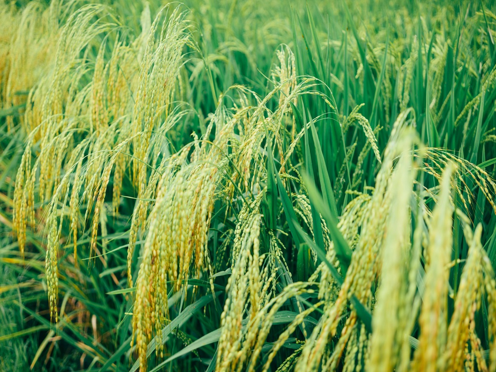 IARI launched 9 new varieties of paddy, image source - pexels