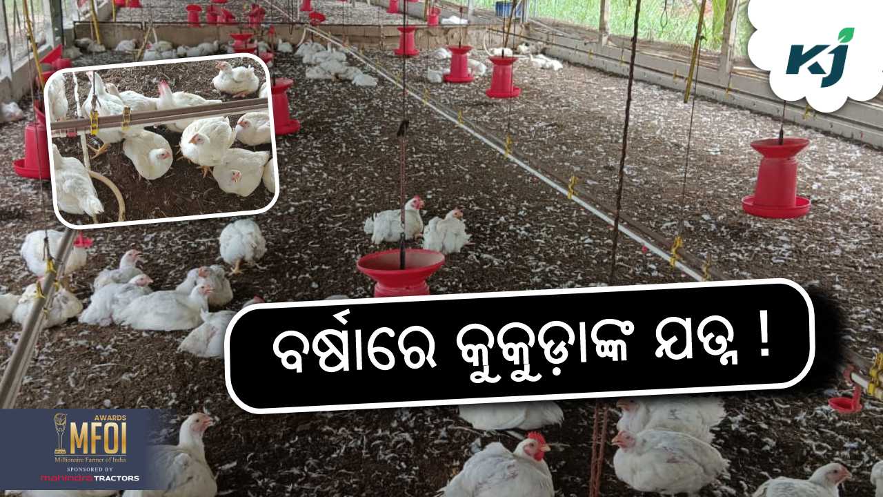 poultry farming tips in rainy season