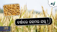 Preserve Wheat: ଖରାପ ହେବନି ଘରର ଗହମ ! Preserve Wheat: ଖରାପ ହେବନି ଘରର ଗହମ !