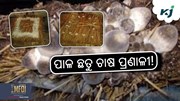 ସ୍ୱାବଲମ୍ବୀ ପାଇଁ ପାଳ ଛତୁ ଚାଷ