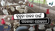 କୁକୁଡ଼ା ପାଳନ ପାଇଁ OMBADC ଯୋଜନା