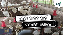 କୁକୁଡ଼ା ପାଳନ ପାଇଁ OMBADC ଯୋଜନା