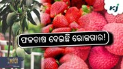 ପନିପରିବା ଓ ଫଳ ଚାଷ ଦେଉଛି ଭଲ ଆୟ 