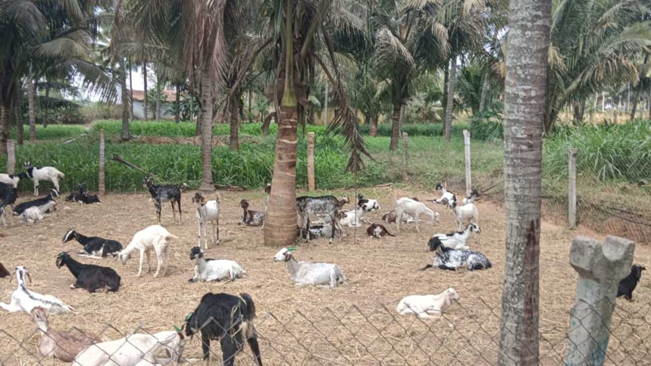 Government recognisation type of goats