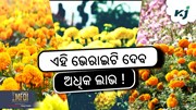Marigold Farming: ଏହି ଭେରାଇଟି ଫୁଲ ଦେବ ଅଧିକ ଲାଭ !