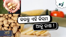 ଏହି କିସମ ଆଳୁ ଦେବ ୭୦ ଦିନରେ ଅମଳ ଏହି କିସମ ଆଳୁ ଦେବ ୭୦ ଦିନରେ ଅମଳ