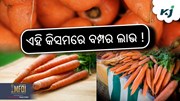 ଗାଜରର ଏହି କିସମ ଦେବ, ଅଳ୍ପ ଦିନରେ ଅଧିକ ଅମଳ !