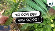 ଜହ୍ନିର ଏହି ଉନ୍ନତ କିସମ ଦେବ ବମ୍ପର ଉତ୍ପାଦନ ! ଜହ୍ନିର ଏହି ଉନ୍ନତ କିସମ ଦେବ ବମ୍ପର ଉତ୍ପାଦନ !