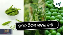 Peas Farming: ଲାଭଦାୟକ ମଟର ଚାଷ ! Peas Farming: ଲାଭଦାୟକ ମଟର ଚାଷ !