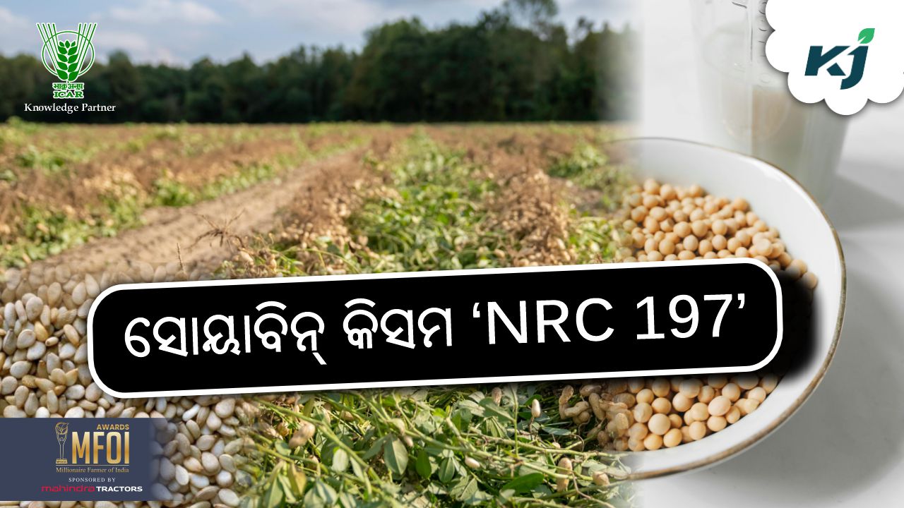 ICAR launched-07 new-varieties of oilseeds, image source - Pexels