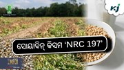 ICAR ବିକଶିତ କଲା ନୂଆ ତୈଳବୀଜ ଫସଲ ବିହନ  ICAR ବିକଶିତ କଲା ନୂଆ ତୈଳବୀଜ ଫସଲ ବିହନ